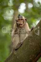 Long-tailed macaque nibbles shiny object in tree