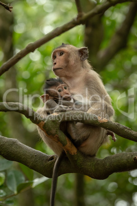 Long-tailed macaque nurses baby in tree branches