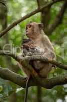 Long-tailed macaque nurses baby in tree branches