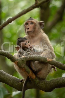 Long-tailed macaque nurses baby on tree branch