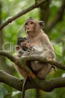 Long-tailed macaque nurses baby on tree branch