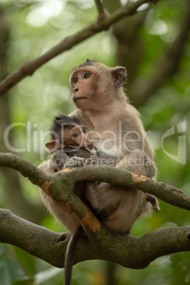 Long-tailed macaque nursing baby sitting on branch