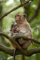 Long-tailed macaque nursing baby sitting on branch