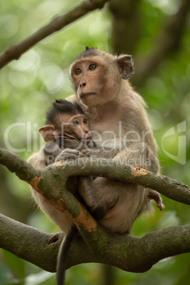 Long-tailed macaque nurses baby sitting in tree