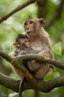 Long-tailed macaque nurses baby sitting in tree