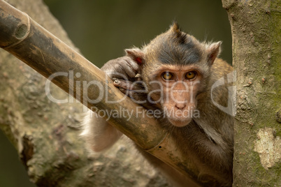 Long-tailed macaque on bamboo pole in tree