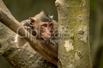 Long-tailed macaque on bamboo pole looks right