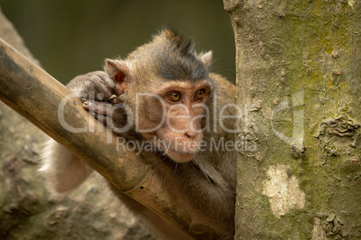 Long-tailed macaque on bamboo pole stares right