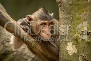 Long-tailed macaque on bamboo pole stares right
