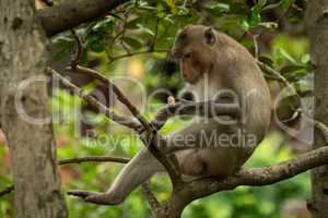 Long-tailed macaque on branch looks at biscuit