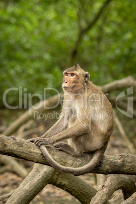 Long-tailed macaque on mangrove root looks up