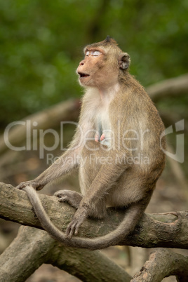 Long-tailed macaque on root with eyes closed