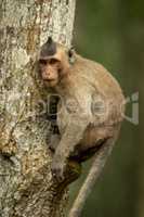 Long-tailed macaque on tree trunk facing camera