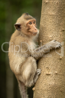 Long-tailed macaque on tree trunk looking right