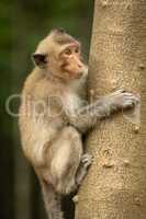 Long-tailed macaque on tree trunk looking right