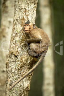 Long-tailed macaque on tree trunk looking up
