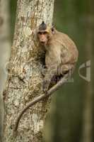 Long-tailed macaque on tree with curled tail