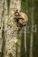 Long-tailed macaque on tree with tail dangling