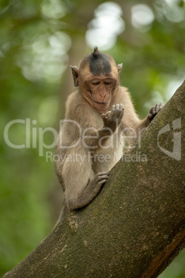 Long-tailed macaque regards shiny object in hand