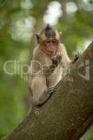 Long-tailed macaque regards shiny object in hand