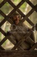 Long-tailed macaque sits behind wooden trellis window
