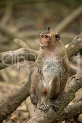 Long-tailed macaque sits among tangled mangrove roots