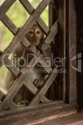 Long-tailed macaque sits clutching wooden trellis window