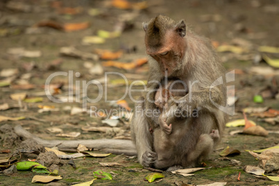 Long-tailed macaque sits cuddling baby among leaves