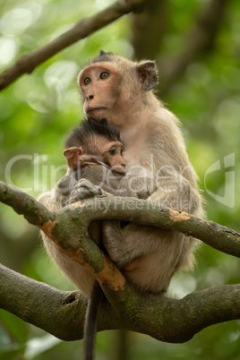 Long-tailed macaque sits cuddling baby in tree