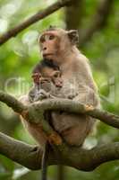 Long-tailed macaque sits cuddling baby in tree