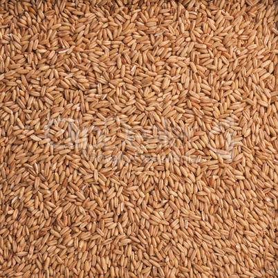 Organic peeled oats texture