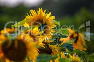 Sunflowers on meadow in Latvia.