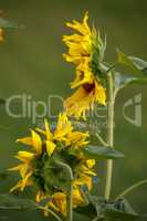 Sunflowers on meadow in Latvia.