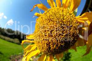 Sunflower on meadow in Latvia.