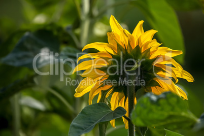 Sunflowers on meadow in Latvia.