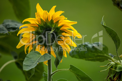 Sunflower on meadow in Latvia.