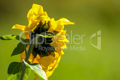 Sunflower on meadow in Latvia.