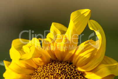 Closeup of sunflower abstract fragment.