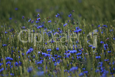 Cornflowers on cereal field as background.