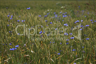 Cornflowers on cereal field as background.