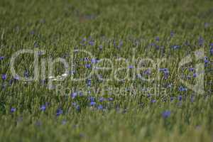 Cornflowers on cereal field as background.