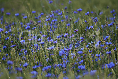 Cornflowers on cereal field as background.