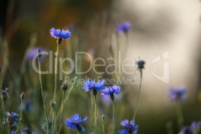 Cornflowers and poppies on field.