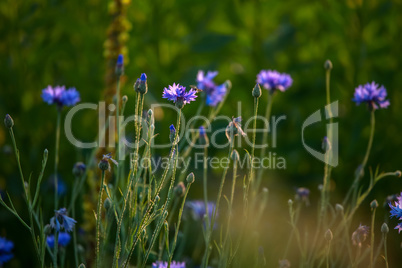 Cornflowers on meadow as background.