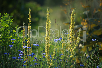 Cornflowers on meadow as background.