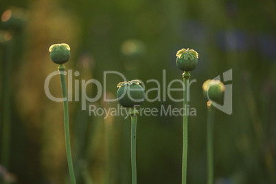 Poppy seed boxes in grass.