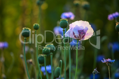 Violet poppy in green grass
