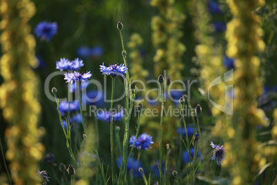 Cornflowers on meadow as background.