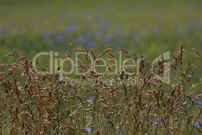 Cereal field as nature background.
