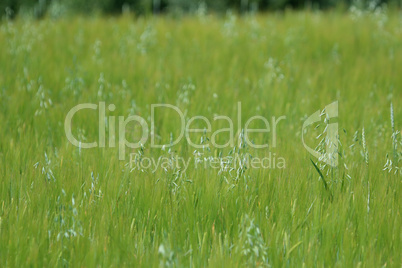 Cereal field as nature background.